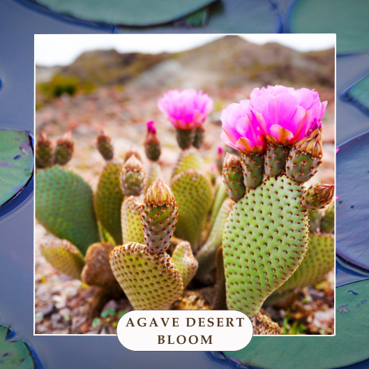 Agave Desert Bloom Signature Body Oil